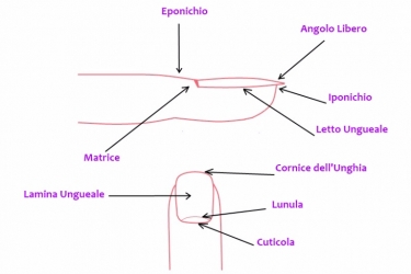 anatomia unghia pics nails